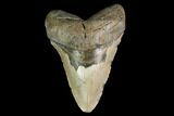 Huge, Fossil Megalodon Tooth - North Carolina #145413-1